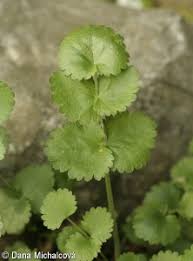 Image result for Pimpinella afra