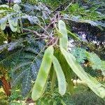 Image result for Albizia adianthifolia