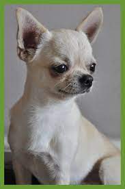 Chihuahua Chihuahualove Chihuahua Chihuahua Liebe Cute Chihuahua Chihuahua Love Chihuahua Puppies