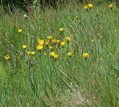 The genus is distinguished by having fruits that differ depending on where they occur on the flower head: Cat S Ear Cat S Ear Cat Sear Catsear Cats Ear Wild Flower Finder