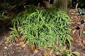 Image result for Pteris cretica