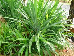 Image result for Pandanaceae