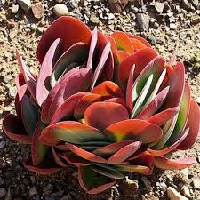 10 Kalanchoe Thyrsiflora Seeds Paddle Plant Flapjacks Indigenous South African Native Succulents Succulent Landscaping Succulents Plants