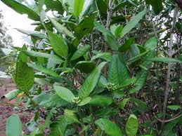 Image result for Tarenna