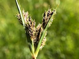 Image result for Cyperus rigidifolius
