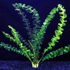 Image result for Aptosimum elongatum