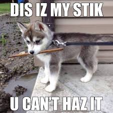 20 animal pictures that are purrfectly funny baby animals funny animal jokes funny animals