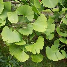Ginkgo biloba trees are best known for their medicinal uses. Ginkgo Biloba Maidenhair Trees For Sale Ornamental Trees Ltd
