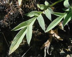 Image result for Kotschya imbricata