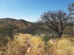 Image result for Phaeoptilum spinosum