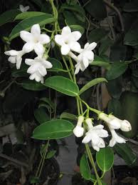 Image result for Stephanotis