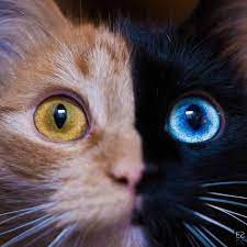 dvulikaya koshka himera s raznocvetnymi glazami 128204 v internete polno znamenityh kotov samym znamenitym iz k pretty cats beautiful cats two faced cat