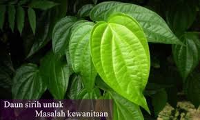 We did not find results for: Manfaat Daun Sirih Untuk Kewanitaan Serta Cara Mengolahnya