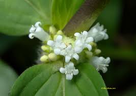 Image result for Spermacoce mauritiana