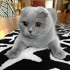Scottish Fold Cat Breed Profile | Petfinder