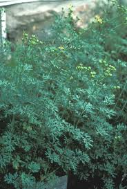 Image result for Ruta graveolens