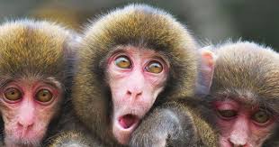 Proč zvířátka dostávají tolik lajků? Digitální tipy (nejen) od National  Geographic