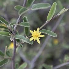 Image result for Landolphia kirkii