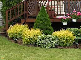 Gold Mound Spirea For Sale The Planting Tree Landscaping Around Deck Evergreen Landscape Front Yard Landscaping