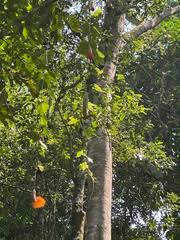 Image result for Coccinia mildbraedii