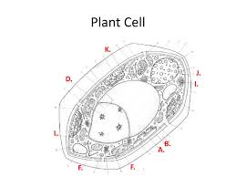 Plant cell coloring worksheet answer key. Mar 1 2019 You Need Clean Paper 2 Pencil Ppt Download
