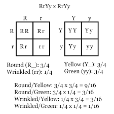 Use the following format to write genotypic ratios: Independent Assortment Linked Genes And Recombination