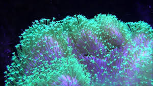 Like most soft corals, these prefer high nutrients, low to moderate light, and moderate flow. Hd Green Leather Coral Spawning And Splitting Under Led Reef Youtube