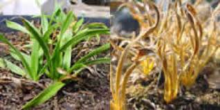 Image result for Xerophyta humilis