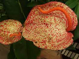 Flamingo Flowers How To Grow And Care For Anthurium Plants Garden Helper Gardening Questions And Answers