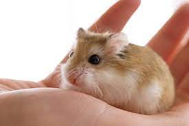 We did not find results for: 5 Ways To Bond With Your Hamster Pet Keen