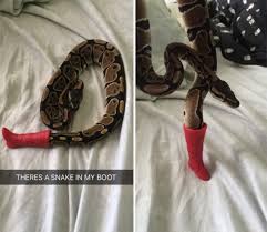 There S A Snake In My Boot R Aww Cute Funny Animals Funny Animal Memes Cute Snake