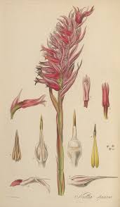 Image result for Pycnostachys coerulea