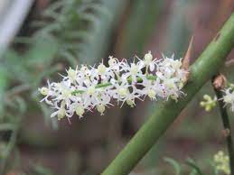 Asparagus Flowers Picture Best Flower Wallpaper