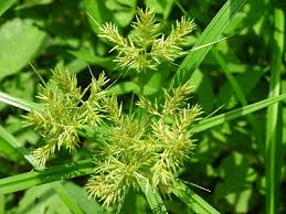 Image result for Cyperus luteus