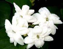 The queen and the drones have light brown bands on the abdomen while the workers have light orange abdominal bands. National Native And Popular Flowers Of Philippines The Flower Expert Amp 39 Flowers Encyclopedia