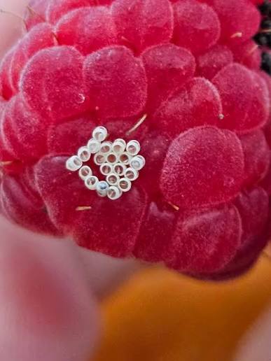 guys please help mee I'm freaking out what is the white thing?? what is the  black thing??? I bought these raspberries on Saturday, I've been washing  them and eating them since then.