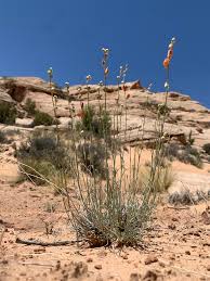 Image result for Sphaeranthus suaveolens