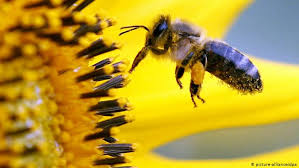 Bee balm is a good source of nectar for bees as well as butterflies and hummingbirds. Sweetness Of Flowers Key To Calming Bees Science In Depth Reporting On Science And Technology Dw 22 12 2015