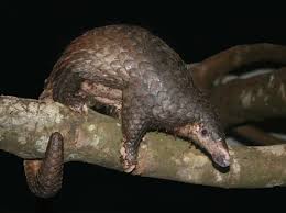 Pangolins, sometimes known as scaly anteaters, are mammals of the order pholidota (/fɒlɪˈdoʊtə/, from ancient greek ϕολιδωτός 'clad in scales'). Pangolin Fact Sheet Blog Nature Pbs