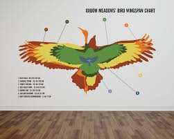 Oxbow Meadows Bird Wingspan Chart On Behance