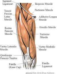 A tendon serves to move the bone or structure. 12 Knee Ideas Muscle Anatomy Body Anatomy Anatomy And Physiology