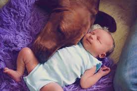 We did not find results for: Redbone Coonhound Full Profile History And Care