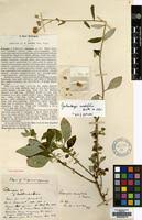 Image result for Gutenbergia cordifolia