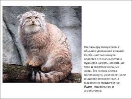 От обычной кошки он отличается более плотным, массивным телом на коротких толстых лапах и. Dikij Kot Manul Prezentaciya Onlajn