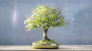 Bonsai Tree Blooming Timelapse 15 Days Stock Footage Video 100 Royalty Free 23544094 Shutterstock