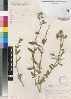 Image result for Agathisanthemum