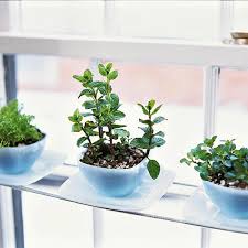 30 Phenomenal Indoor Herb Gardens