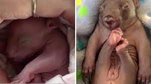 Jetzt haben wissenschaftler auch herausgefunden wie das funktioniert. Wombats Scheiden Wurfel Kot Aus Forscher Haben Herausgefunden Wieso Stern De