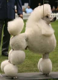 Black And White Standard Poodle Teddy Bear Cut Pin On Standard Poodle