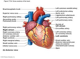 An artery (plural arteries) (from greek ἀρτηρία (artēria) 'windpipe, artery') is a blood vessel that takes blood away from the heart to one or more parts of the body (tissues, lungs, brain etc.). File Professor Stephen Tavoni